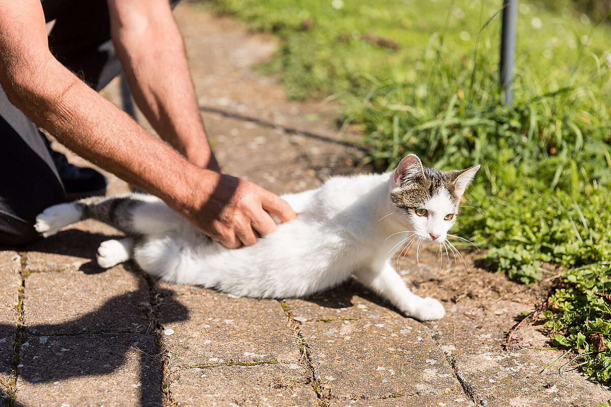 Tiergestützte Therapie Auf einem Steinboden liegt eine weiße Katze mit braunen Ohren. Von links kniet eine Person am Boden und streichelt die Katze. Rechts grenzt eine Wiese an.