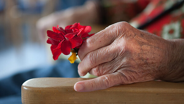Das Foto zeift die Nahaufnahme die auf einer Stuhllehne ruhende Hand einer Seniorin, die eine rote Blume festhält.
