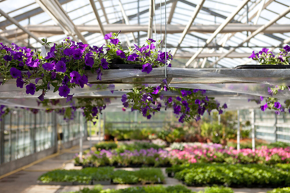 Blick in ein großes helles Gewächshaus mit Blumen in vielen Farben.