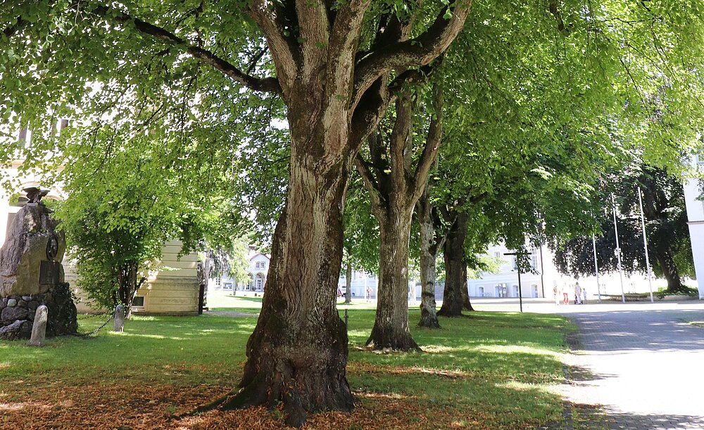 Links stehen grüne Laubbäume auf einer grünen Wiese. Rechts davon ist eine Straße.