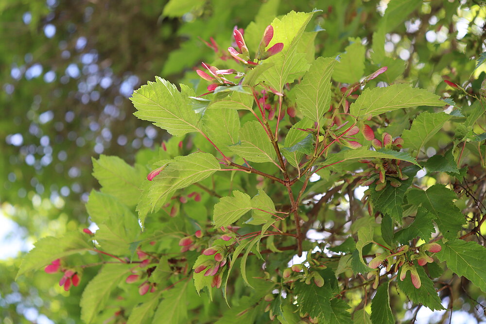 Es ist von nahem ein Ast eines Laubbaums zu sehen. Der Baum hat grüne Blätter und rot-pinke kleine Blüten.