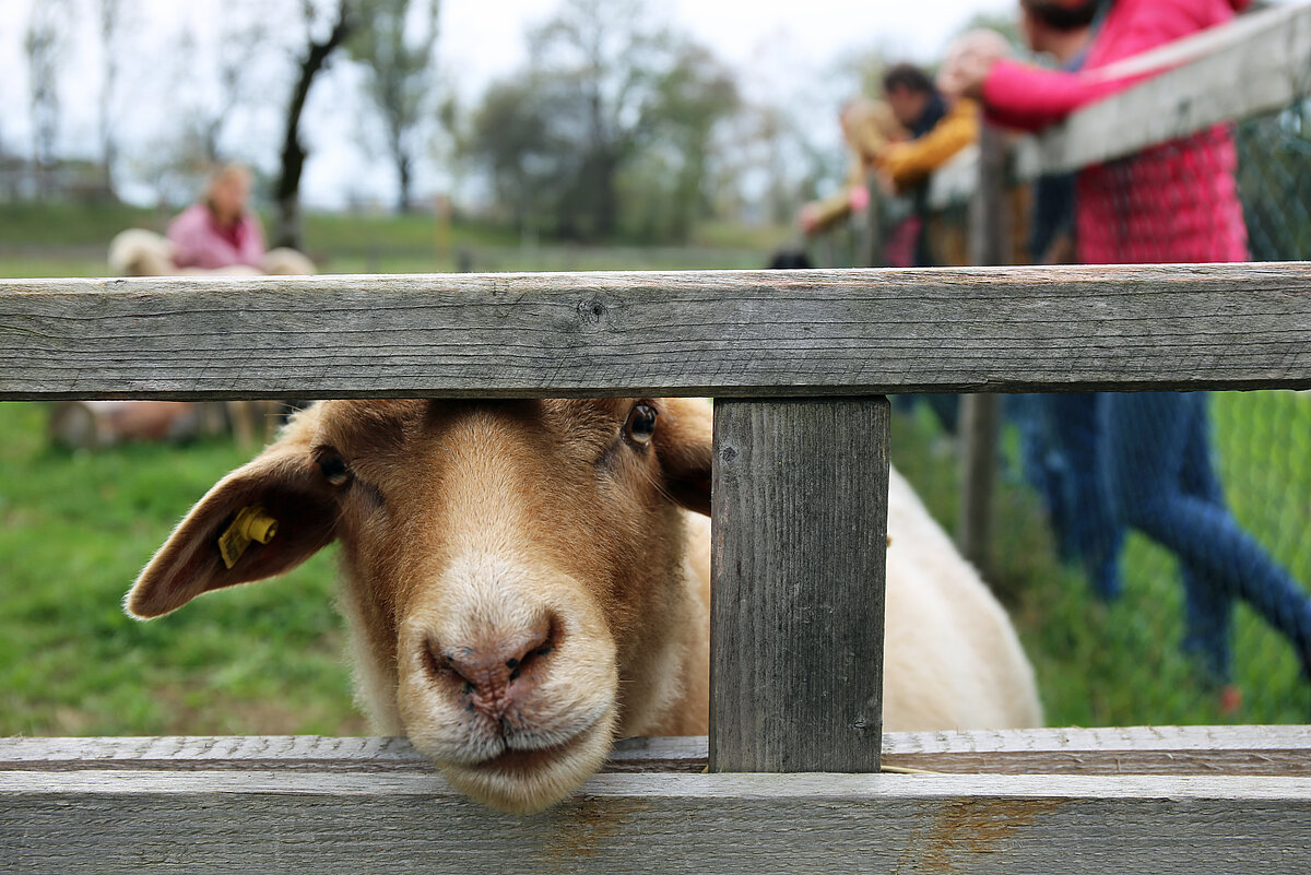 Tiergestützte Therapie Zwischen den Latten eines Holzzauns schaut ein Schaf neugierig hindurch. Im Hintergrund ist eine Wiese, am Zaun lehnen rechts ein paar Personen.