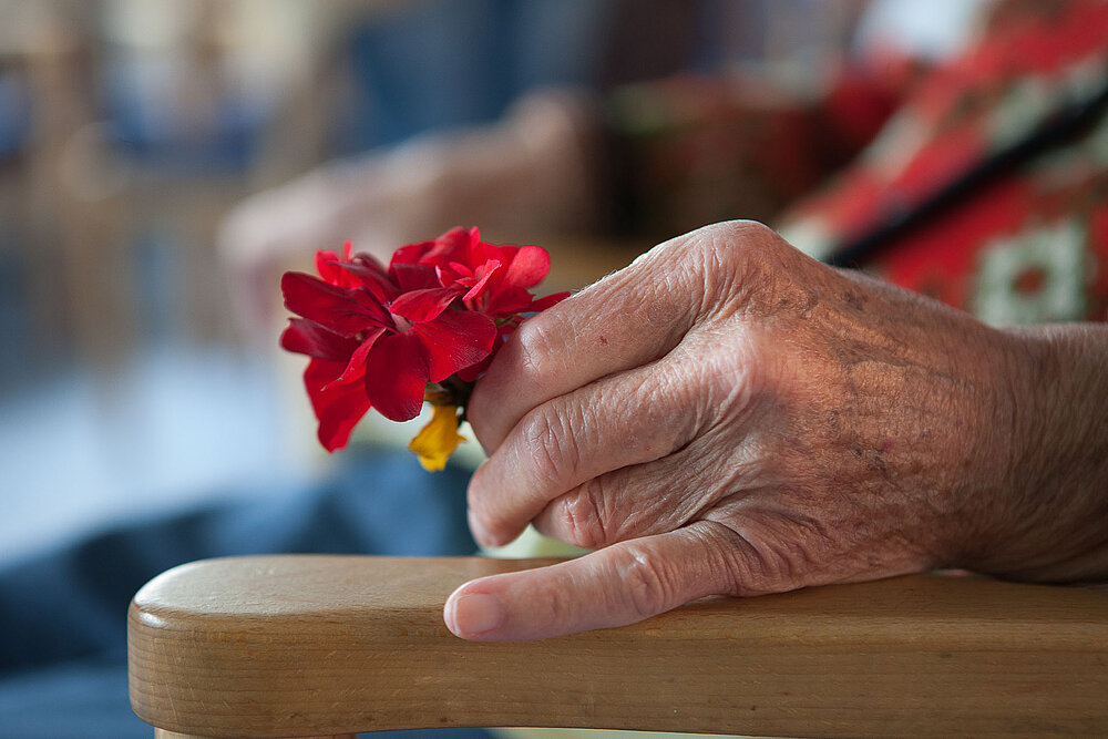 Die Hand eines älteren Menschen hält eine schöne, rote Blume in den Fingern. Dabei stützt sich de Hand auf einer Holzlehne eines Stuhls ab.
