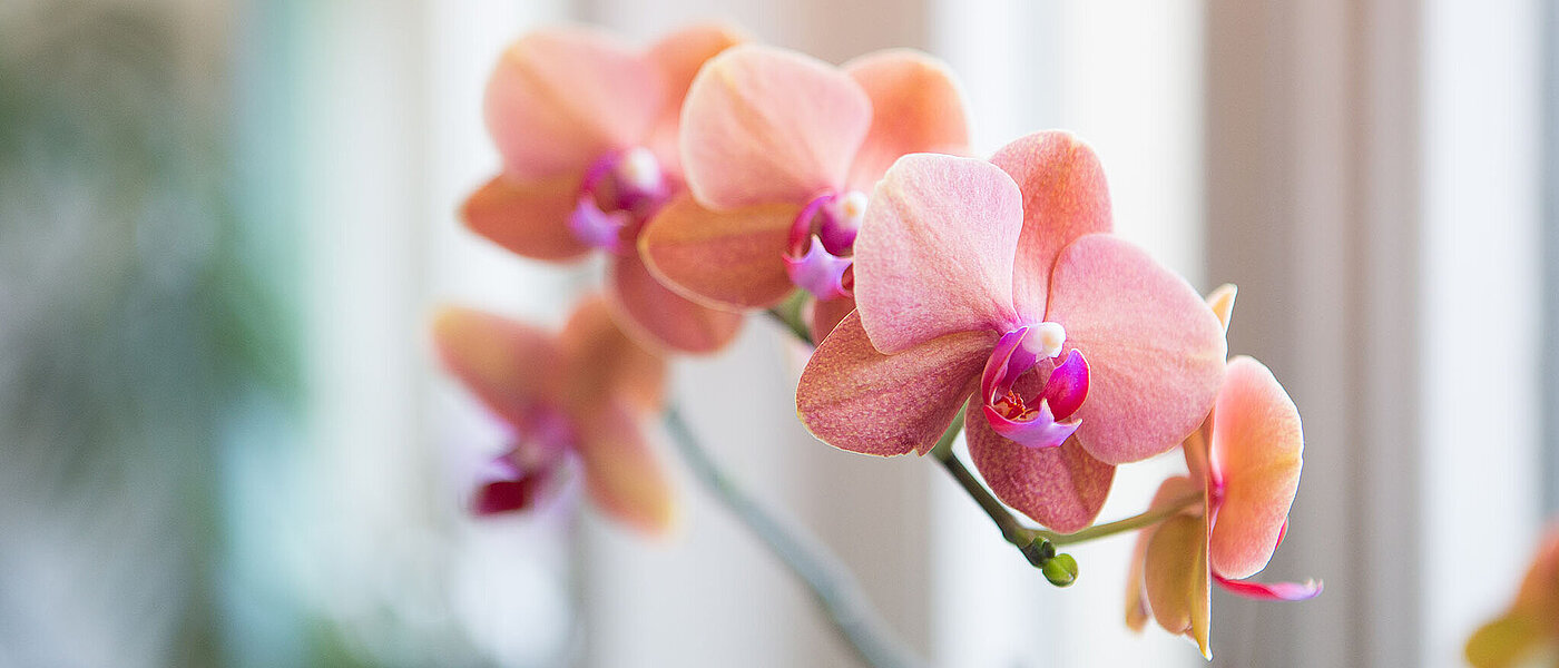 blühende Orchidee in den Farben lachs und lila