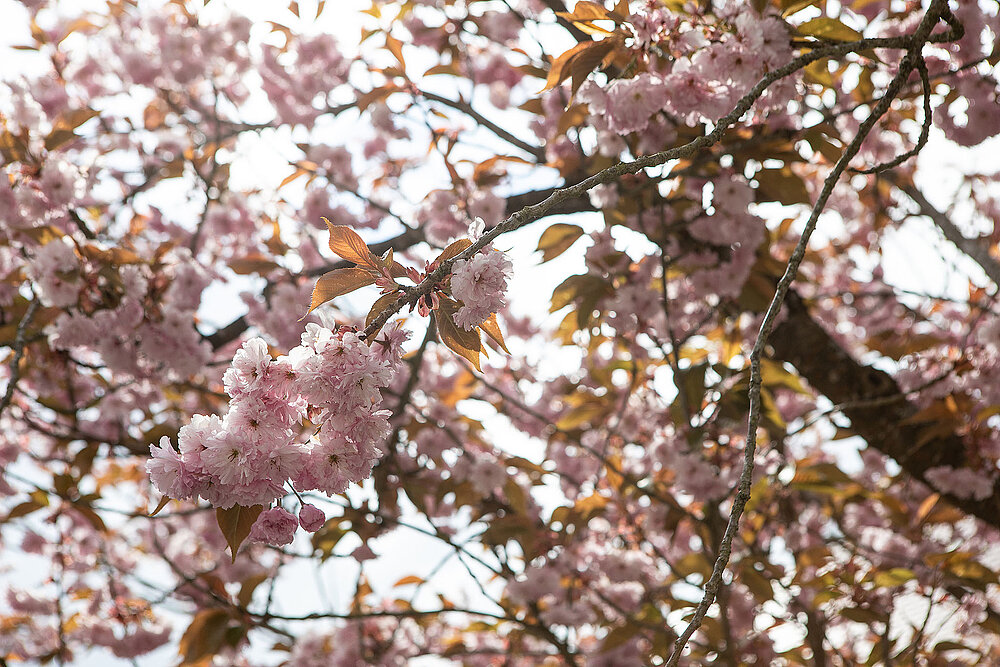 Nahaufnahme von Kirschbaumblüten