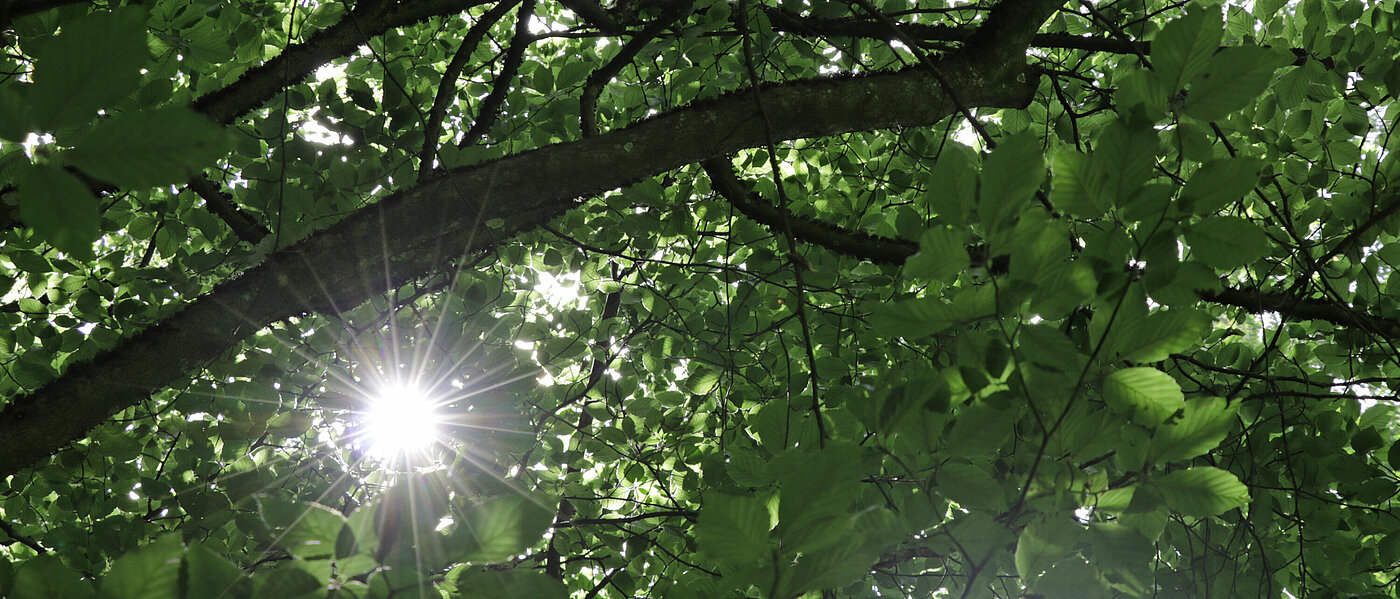 Blick von unten in den Wipfel eines großen Baumes mit vielen Verästelungen und dunkelgrünen Blättern, links unten brechen die Sonnenstrahlen durch.